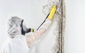 Environmental Consulting for Mold Prevention in Sherwood, AR